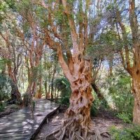 Galería Circuito Chico 8